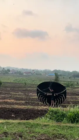 angin e endii angeeennnnn #layangantulungagung #ramramanbanyuwangi #ramramanspider #blackspider #tulungagung24jam 
