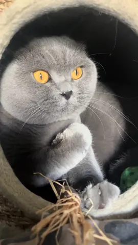 Yes yes 🥰🥰#bughy #cat #fyp #goviral 