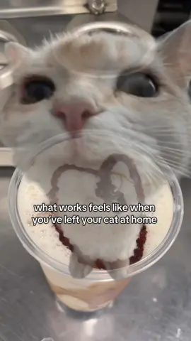 this song on loop at work #fyp#bubbletea#cat#work#workmotivation