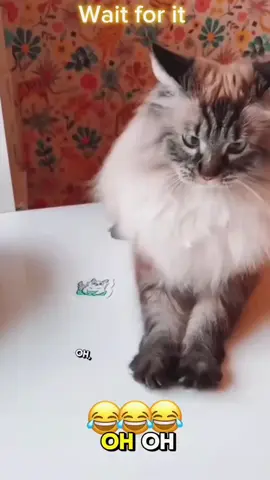 Wait for it 🤣😂#voiceover #dogsoftiktok #PetsOfTikTok #catsoftiktok 
