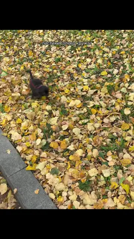 скоро зима, листиков не будет #чихуахуа #chihuahua #щенокчихуахуа #щенок #puppy 