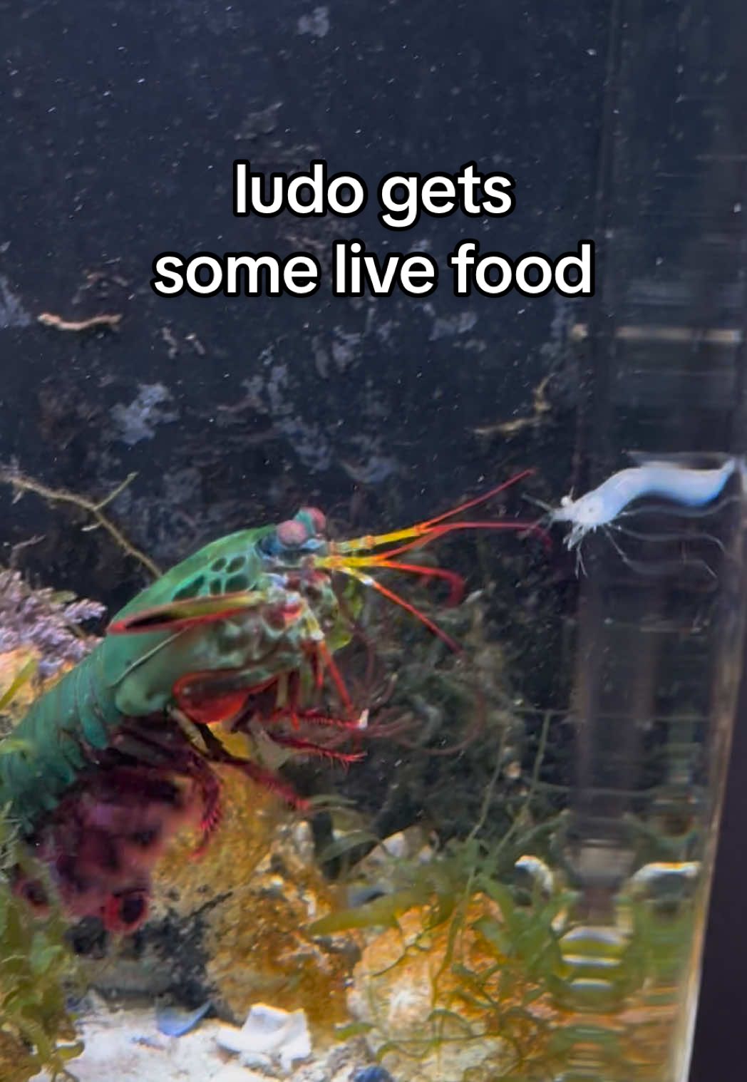 live food for ludo! #ludothemantisshrimp #peacockmantisshrimp #mantisshrimp 