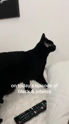 remote and all #catsoftiktok 