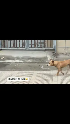 Trình là gì 😆#funnyvideos #lovelymoments #catlover #funnymoments #taphoanhadev 