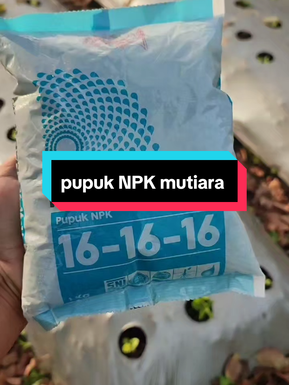 pupuk NPK mutiara 16-16-16 #pupuk #npk#mutiara#npkmutiara161616 #npk161616 