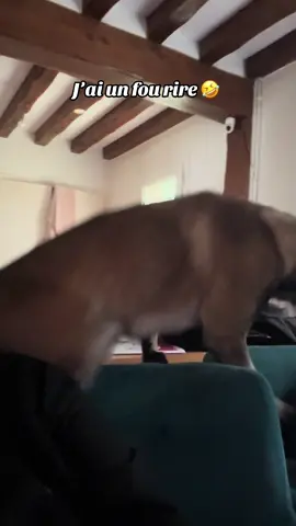 J’en peux plus 🤣🤣🤣🤣 #malinois 