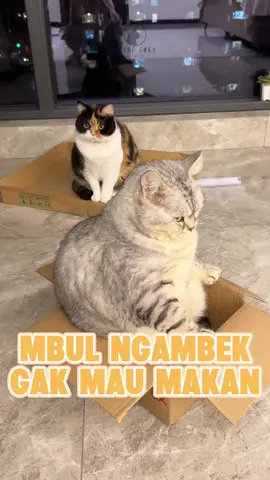Mbul ngambek gak mau makan   #catlovers  #pecintakucing  #kucinglucu
