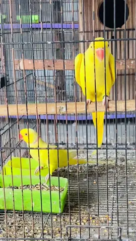 Yellow Ringneck Beautiful pair #birdlover🦜 #ringneck #yellowringneck💛 #pair 