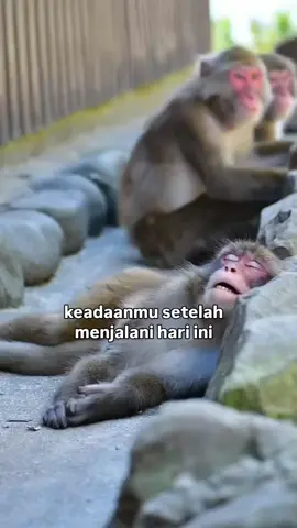 Apapun itu, tidur yang terbaik 🦧 #monyet  #monkey  #funny  #turu  #fyppppppppppppppppppppppp 