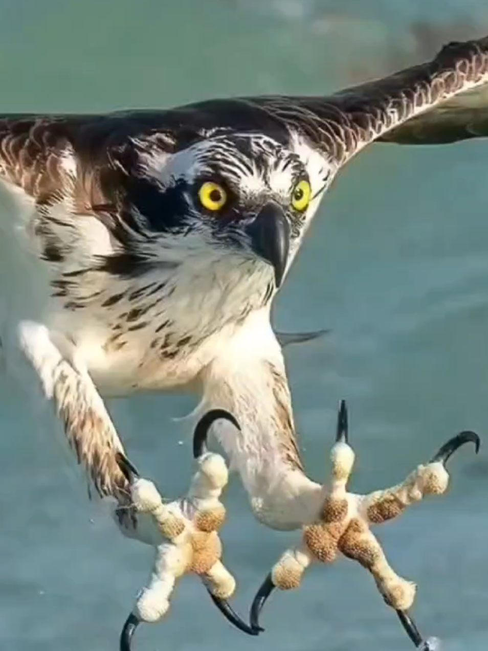 Falcon and eagle #furyou #🦅eagle🦅 #fyp #AwesomeMonstersOnTikTok #originalvideo 