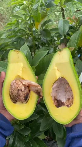 Alpukat Pluwang / Pangeran Grade A 🥑 Gurih,pulen,creamy,dan juga lengket Walaupun ukuran buahnya jumbo,namun biji nya tetap normal dan daging tebal Ready bibitnya dan juga buahnya bolo☝️ #alpukat #alpukatpluwang #buahbuahan #bibitalpukat #fyp 
