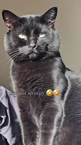 hes my sour patch cat #void #catsoftiktok #fyp #fypシ #trendingvideo 