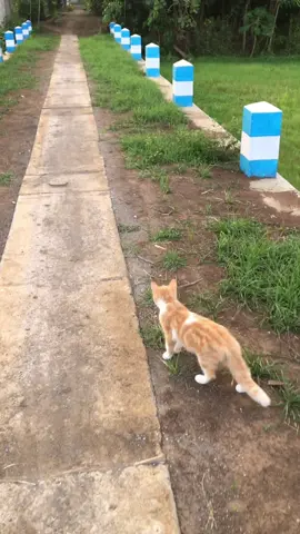 kegiatan bapak” umur 17thn #kucinglucu #catlover #tiktokviral #tulungagung24jam #fyp 