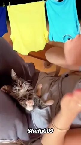 #粉丝一千万#cat#catsoftiktok#foryou#fyp 