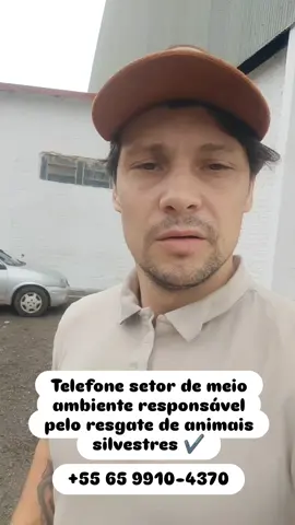 Como agir com animais silvestres em áreas urbanas ✔️