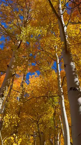#ohiopass Los álamos dorados se extienden hacia arriba, sus hojas otoñales brillan contra un cielo azul #aspen #colorado #fallcolors #🍁🍂🍁🍂 @Visit Colorado 