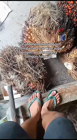 #fyppl #kulisawit🌴 #kulisawitriau🌴🌴 #pinginsukses #masukberandamuu #seluruhdunia #seluruhwargatiktok #seluruhpengikut #seluruhpenggunatiktok #batak