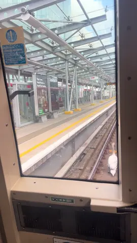 “I’d like to apologise to customers - there is currently a swan on the line” 🦢#swan #tfl #dlr
