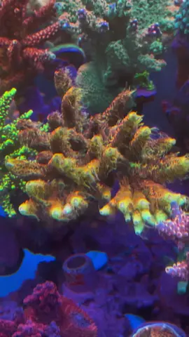 #Coral 