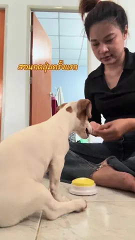 ตอนนี้ต้องเอาที่กดไปซ่อนแล้ว😓#คูเปอร์ #แจ๊ครัสเซล #แจ๊ครัสเซลเทอเรีย #jackrussellterrier #CapCut 