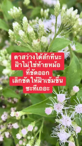 มีปัญหาฝ้าทักปรึกษาได้เลยค่ะ@lidea hudeeya 