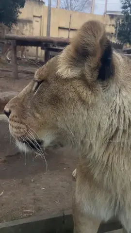 zoo 2024 ~ #lion gaowow