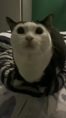 aw aw aw au au au au #capcut  #cat #meme #fyp #tiktok 