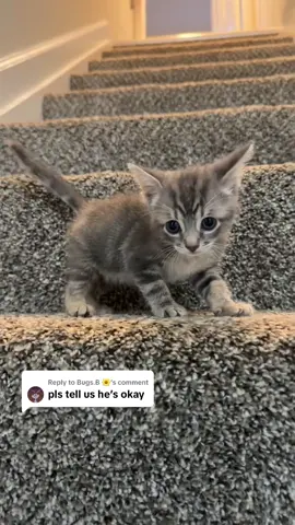 Replying to @Bugs.B 🌼 He’s fine! Already plotting his rematch with the stairs 🪜🐱 #kittenfails #funnycats #sillykitty #catsoftiktok #kittenlife     