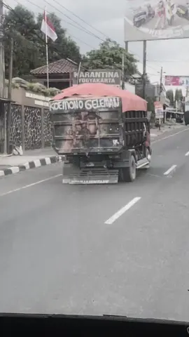 laga merak ☠️