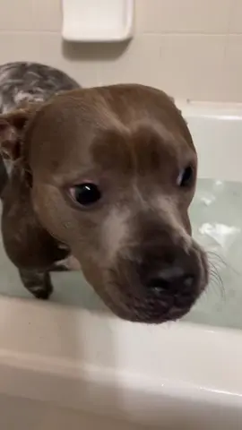 Wash ma belly!  #dog #pittbull #cute #stinky #fyp