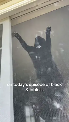 She’s the world’s biggest menace… but we love her 🖤🖤🖤 #blackcats #catsoftiktok #blackcat #cattok #catvideo 