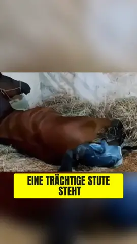 🌟 Unglaubliche Entdeckung!   Lutz, eine trächtige Stute, hat ein Geheimnis in ihrem Bauch. 🐴 Warum die Tierärztin Luisa in Panik gerät und was sie mit Ultraschall entdeckt, wird dich schockieren! 🥺   Bleib dran für Teil 2 und kommentiere „seltsames Pferd“!    #Pferdeliebe #Tiermedizin #Geheimnisse #Tierarzt #Unerwartet #Schockierend 