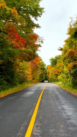 #creatorsearchinsights #autumn #fallincanada #foryou 