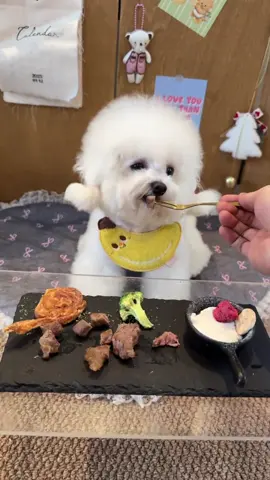 #bichon #cutepet #petvlog