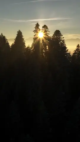 #CapCut 