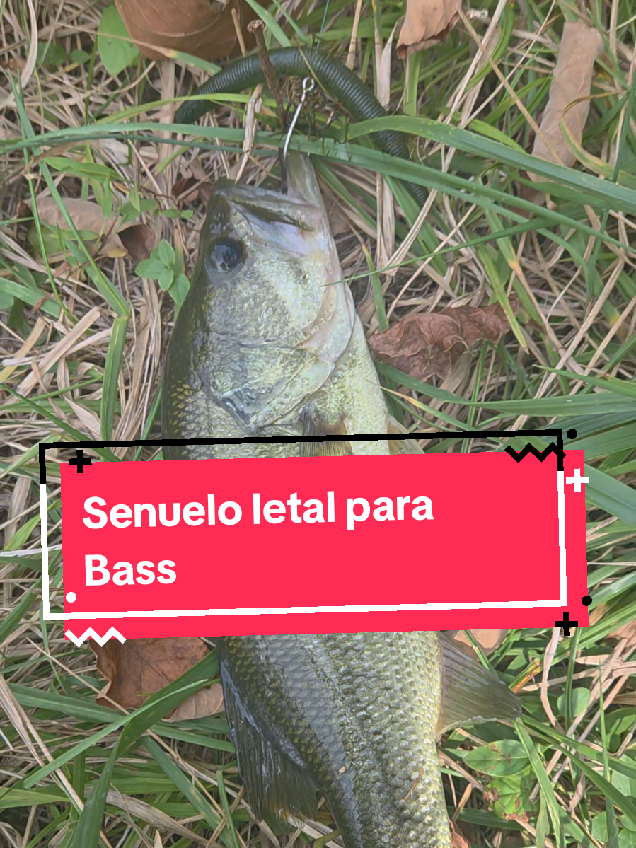 Que calidad de cana la verdad y bien barata abajo esta la tienda para que la ordenen. #bass #bassfishing #pescadelobinas #luresforbass #kastkingusa 