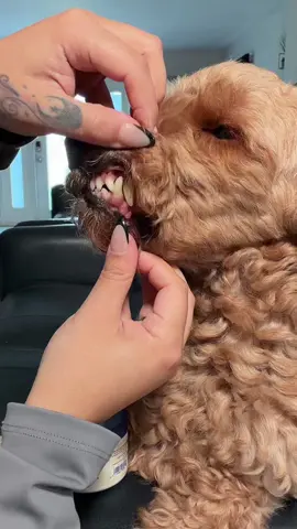 Recomiendo para los perritos 🐶 