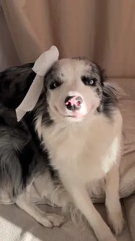 Hello Weekend ❤️ #smiledog #bordercollie #prettydog #doggy #sweetdog 