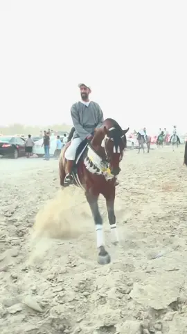 #مربط_واحة_الاحساء #بوعمير #مروان_الشقب #مجك_ون #خيل_وخياله🐎 #خيل_نجران #خيل_وخياله🐎 #خيل_عربي_اصيل #خيل_الاحساء 