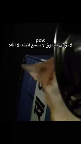 #مشاهير_تيك_توك_مشاهير_العرب #صينيين_مالهم_حل😂😂 #cat 