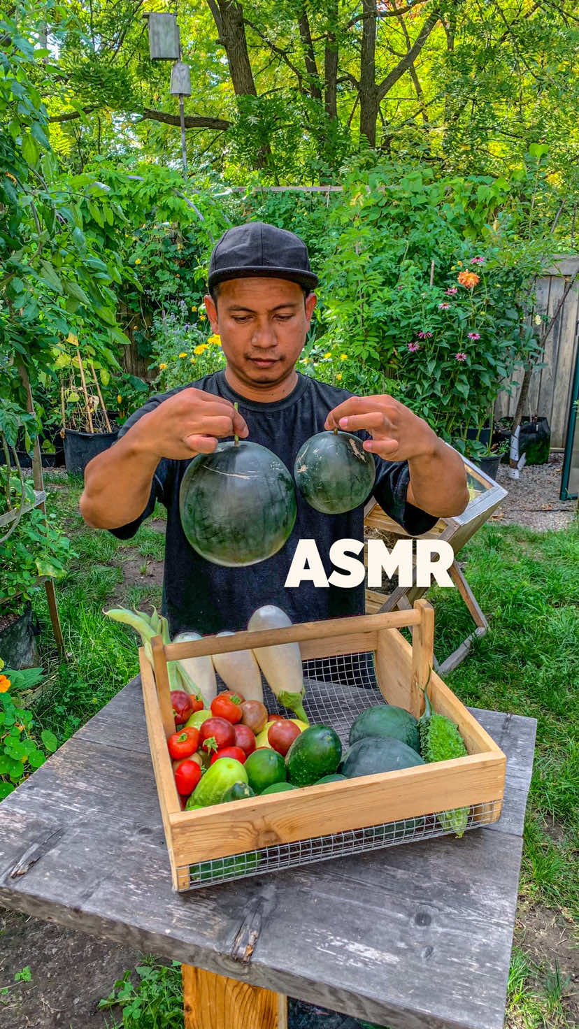 Today’s garden grocery list Sugar baby water melon, they’re tiny but the sweetest watermelon we’ve ever eaten  White Eggplant White Beans Natuonal Pickling Cucumber  Bittermelon  Ananas Noir Tomato Groovy Tunes Tomato Surrender’s Indian Curry Tomato #asmr #asmrsounds #homegrown #calm