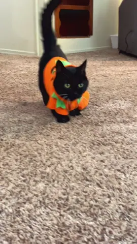 It’s time for the pumpkin outfit !  🎃 #munchkincat #shortcat #cutecat #blackcat #catoutfit 