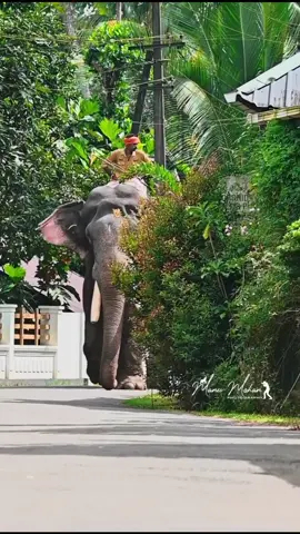 #kerala #pooram #pravasi #qatarmalayalees #dubaimalayali @Amjath Khan @erick mendoza 