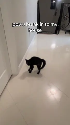 u should be scared bc i am too #housetour #funny @bribri_habs #catsoftiktok 