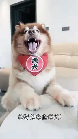 #dog #funny #funnyvideos #xuhuong 
