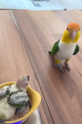#smartbirds🐦🐦 #lovebirds❤️❤️ #loveparrots❤️❤️❤️❤️😀😀🦜🦜 #loveparrots🔥 