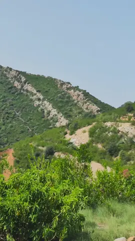 GrEeN PstWanE🌳#fyp #foryou #foryoupage #foryoupage❤️❤️ #viral?videotiktok😇😇 @AdeeLo 555 ❤️@ᴜᴅᴀꜱ_⁴⁴⁴ @🤣Funny  TikToker📸 