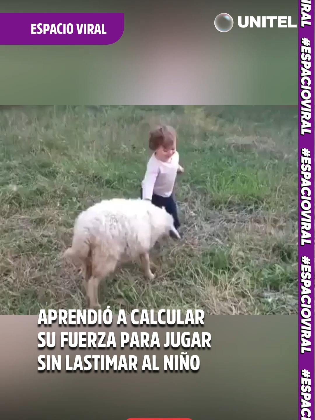 Esta oveja aprendió a medir su fuerza para jugar sin lastimar al niño #EspacioViral #Virales #animales #oveja #niños