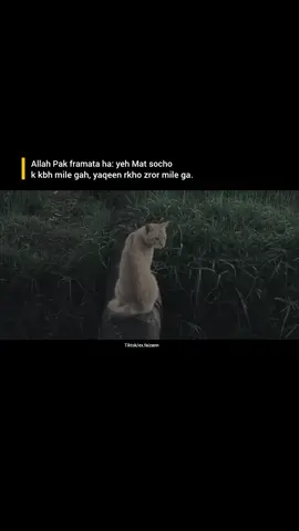 Allah, hum sab gunahgaar hain, kamzor hain, par teri rehmat bohot bari hai. Har dua jo humari zubaan se nikalti hai, woh tere Arsh tak jati hai. Tu hamesha sunta hai, chahe hum chup ho ya rote ho. Ya Rabb, hamari mushkilat door kar, dilon ko sukoon de aur hamesha apni rahmat mein rakh.
