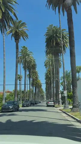 每一次路过我都会不禁随手拍下视频，阳光下的棕榈大道太美啦！棕榈树又高又密，阳光下太美了，可能长焦更能拍出来震撼感  #洛杉矶 #美国华人 #比佛利山庄 #上热门 #LA #热门视频 #美国生活 #洛杉矶华人生活